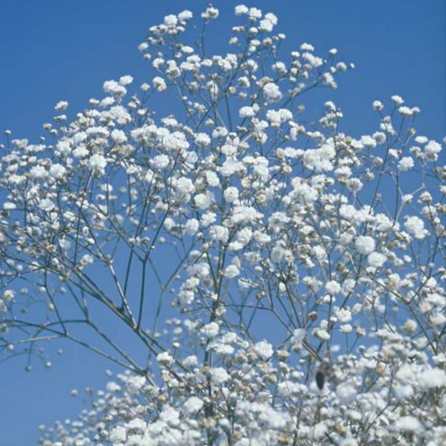 Baby's Breath White