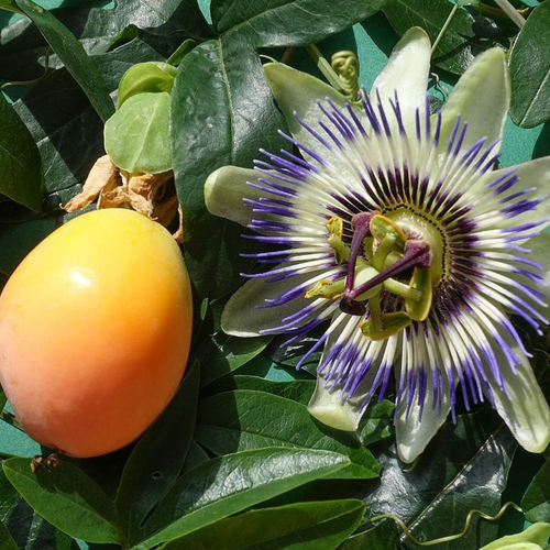 Passiflora