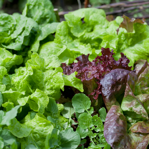 Salad Leaves Speedy Mix