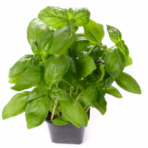 Basil Sweet Genovese