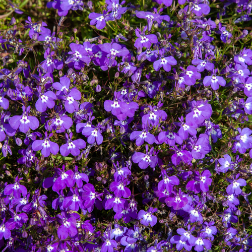 Lobelia Purple