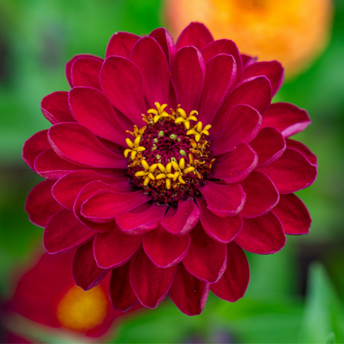 Zinnia Scarlet Red