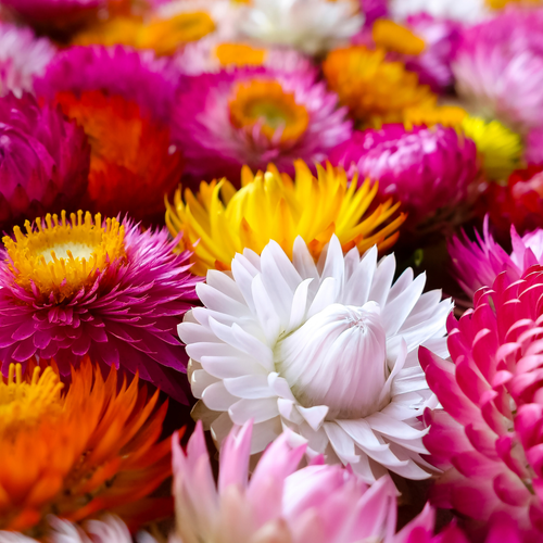 Helichrysum Straw Flower Mix