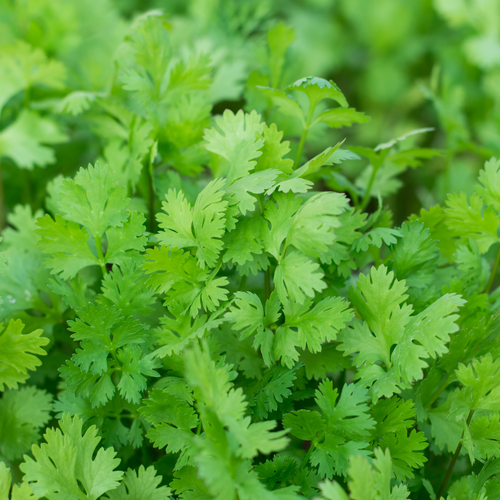 Coriander