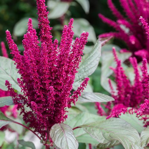 Love Lies Bleeding Red