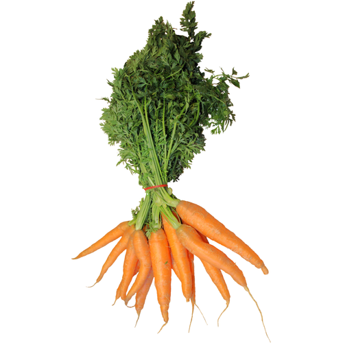 Carrot 'Nantes 2'