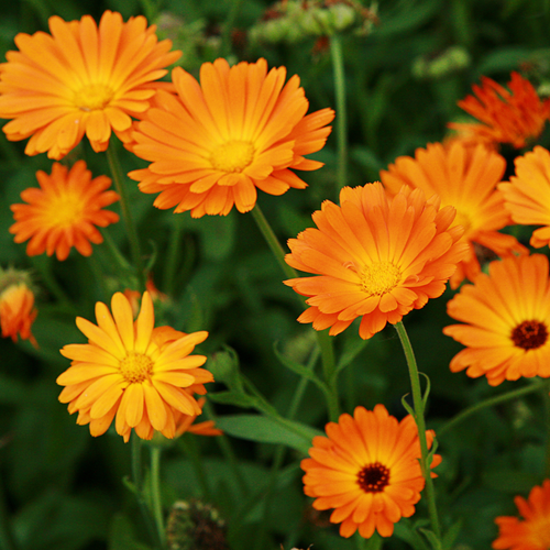 Marigold Ball's Orange