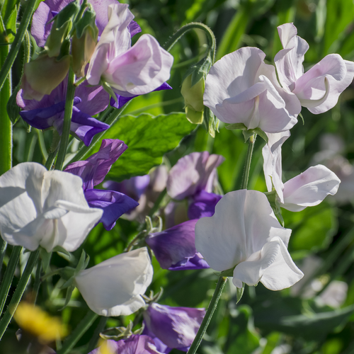 Sweet Pea Mix