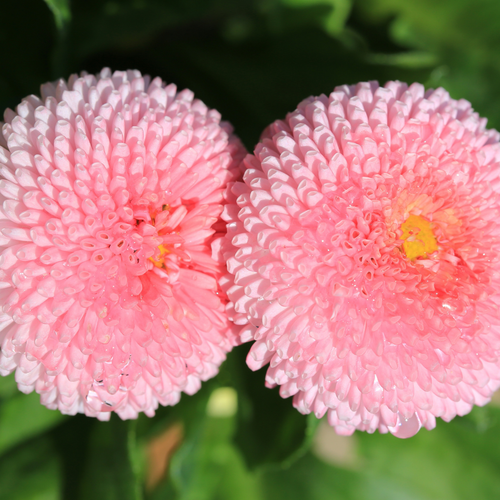 Marigold Pink Suprise