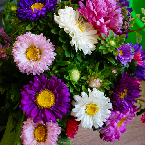 Michaelmas Daisy Princess