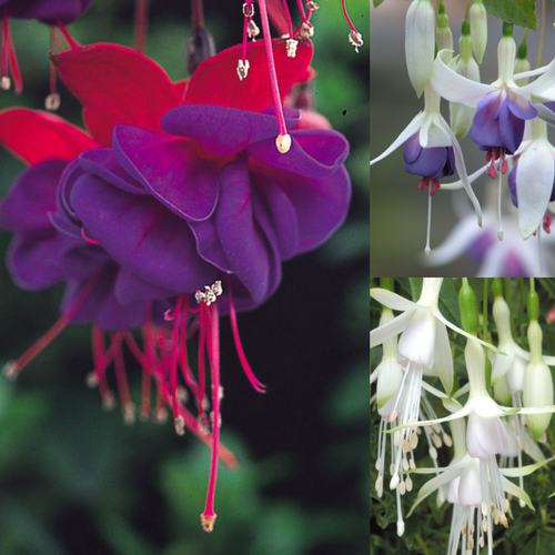 12 Hardy Fuchsia Collection