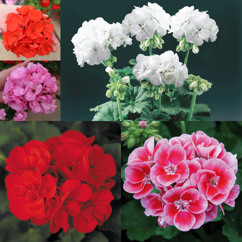 10 Geranium Grandeur Collection
