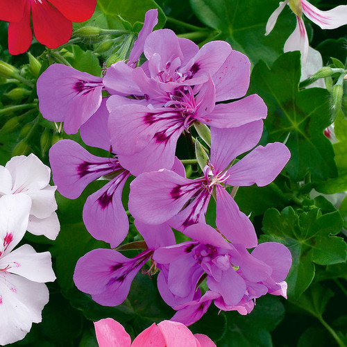 Geranium Ivy Leaf Rainbow Amethyst