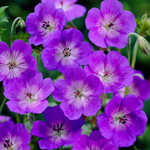 Geranium Rozanne