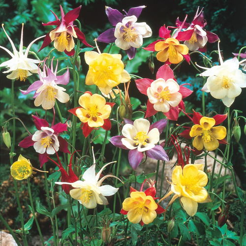 Aquilegia Spring Magic Mix
