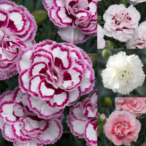Dianthus Collection