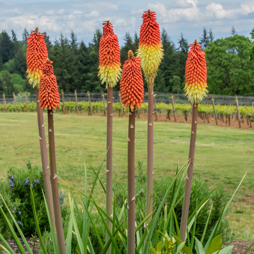 Kniphofia Flamenco