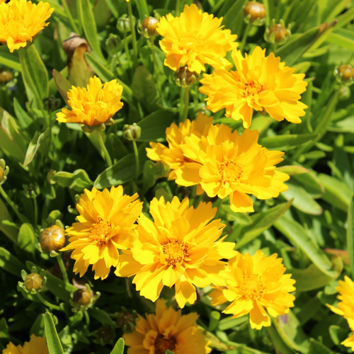 Coreopsis 'Presto' Double Yellow