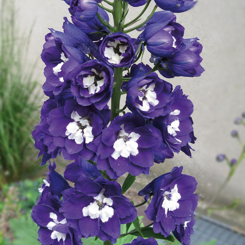 Delphinium 'Dark Blue White Bee'