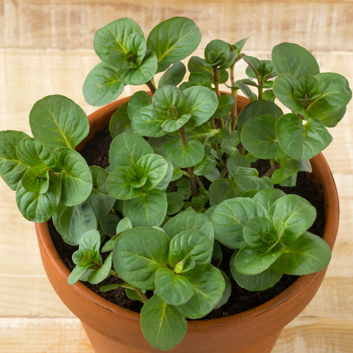 Herb Orange Mint
