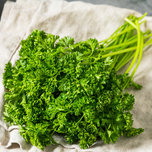 Herb Parsley Curled