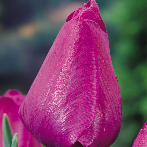 Tulip 'Negrita'