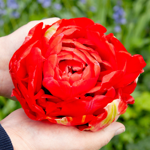 Tulip 'Bombastic Red'