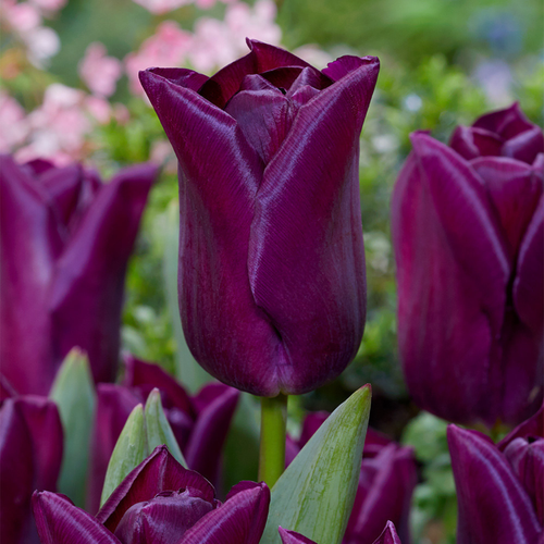 Tulip 'Purple Dwarf'