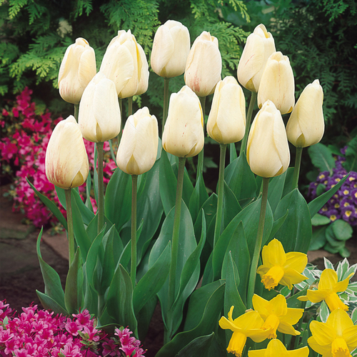 Tulip 'Ivory Floridale'