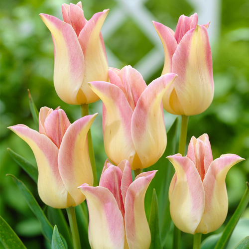 Tulip 'Elegant Lady'