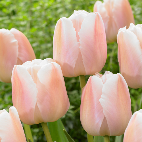 Tulip 'Apricot Pride'