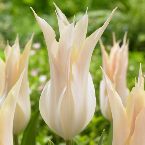 Tulip 'Johan Cruyff'