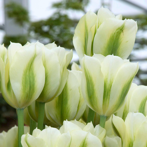 Tulip 'Spring Green'