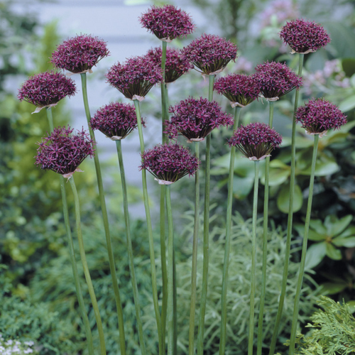 Allium Atropurpureum