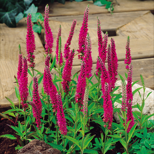 Veronica spicata 'Rotfuchs'