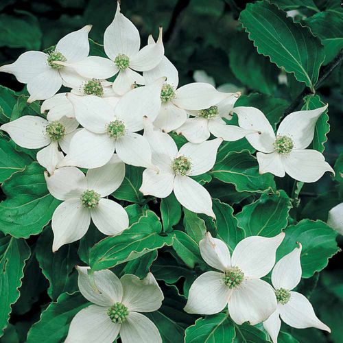 Cornus kousa