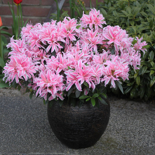 Rhododendron (AJ) 'Pink Spider'
