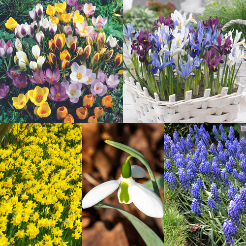 Naturalising Spring Bulb Collection x 150
