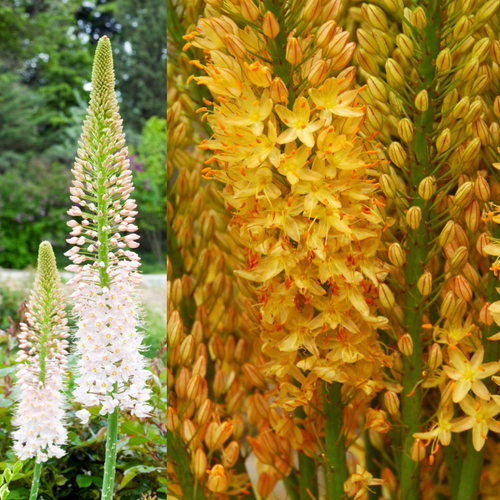 Eremurus Collection x6