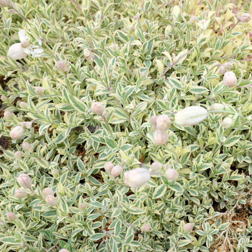 Silene uniflora 'Druett's Variegated'