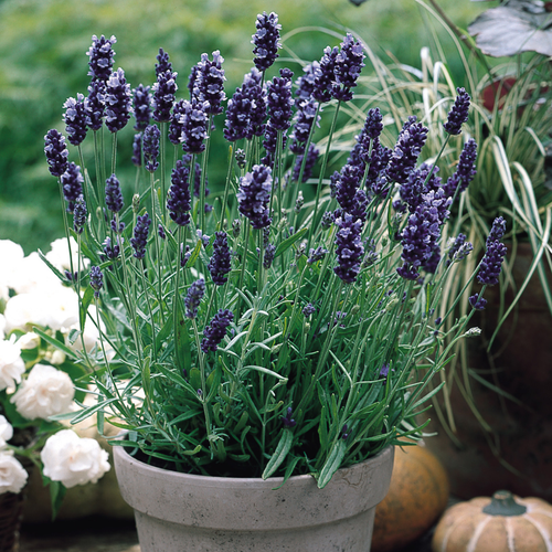 Lavender Hidcote