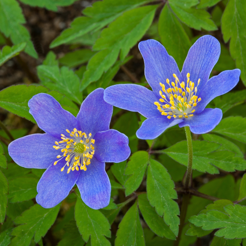 Anemone Nemorosa 'Royal Blue' Anemone Nemorosa 'Royal Blue'