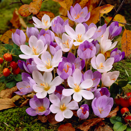 Crocus Autumn Mixed 5cm+
