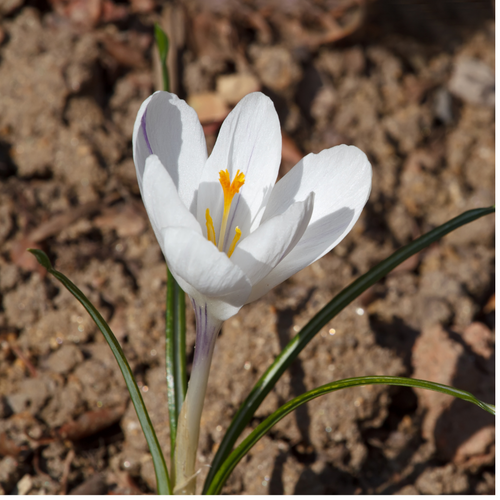 Crocus Chrysanthus Cream Beauty 5/6cm