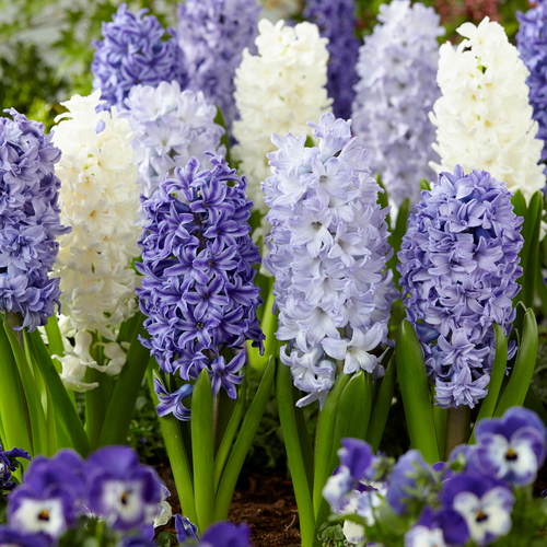 Hyacinth Fragrant Sea Mixed 14/15cm