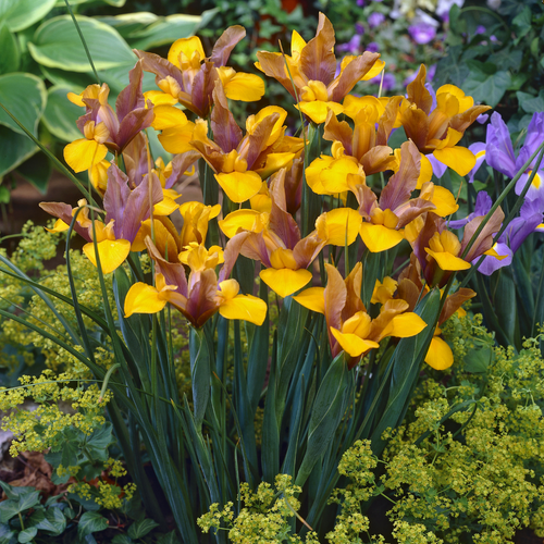 Dutch Iris Bronze Perfection 7-8cm