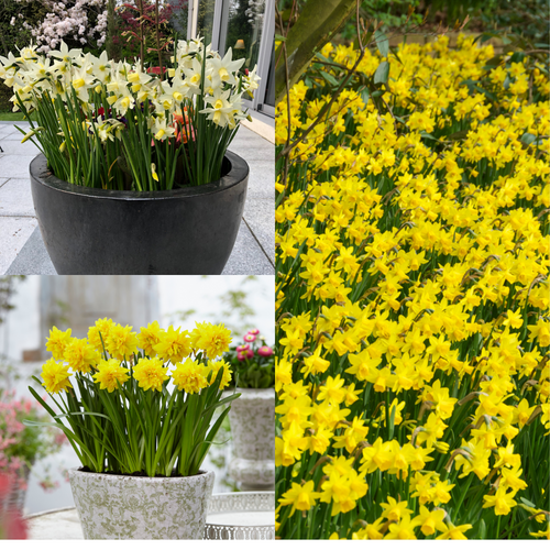 40 Narcissus Tete-a-Tete Collection