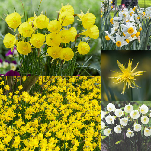 90 Narcissus Rockery and Patio Collection
