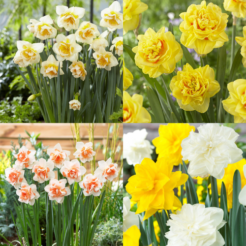 40 Rare Double Narcissus Collection