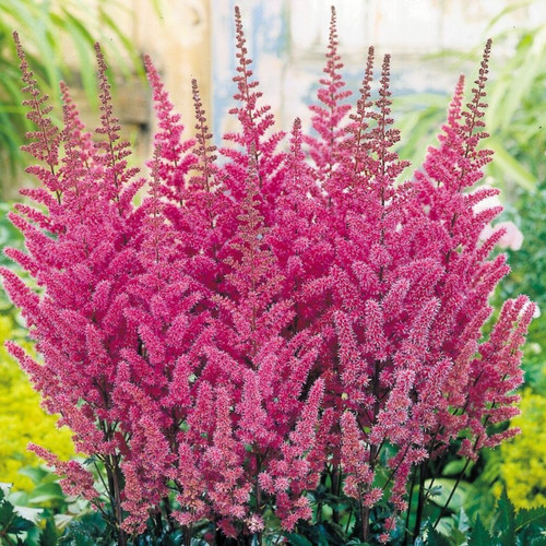 Astilbe (A) 'Erika'